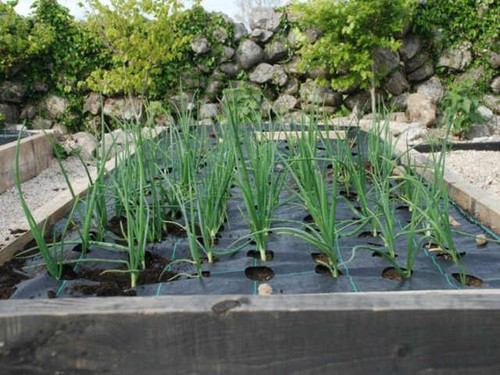 weed free planting is especially good with onions