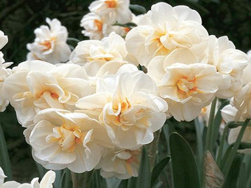 Daffodil narcissus sir winston churchill