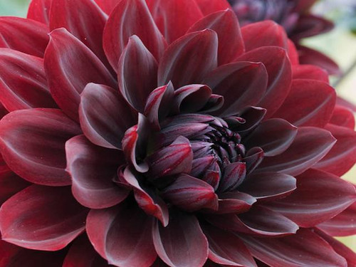 dahlia arabian night top quality tubers from quickcrop