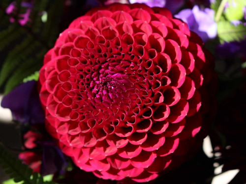 Dahlia Babette