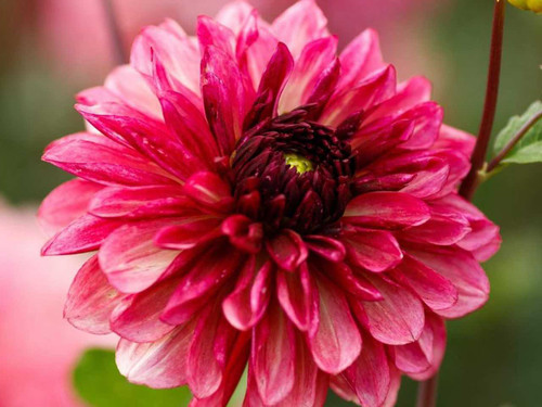 Dahlia Bacardi