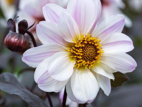 Dahlia Bishop of Dover
