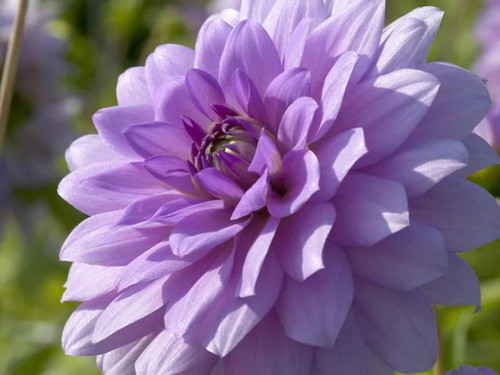 Dahlia Blue Boy