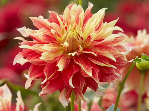 Decorative Dahlia - 'Bodacious'