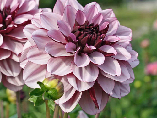 Dahlia Creme de Cassis