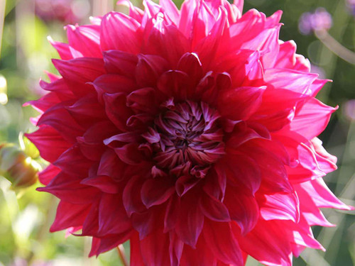 Dahlia Creve Coeur