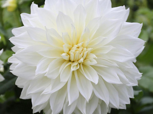 Dahlia Fleurel dinner-plate decorative