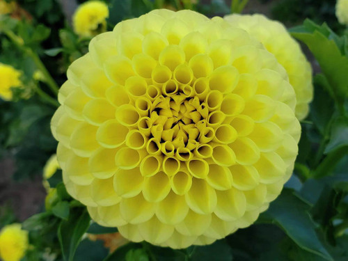 Dahlia Golden Torch