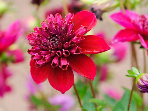 Anemone Dahlia - Inca