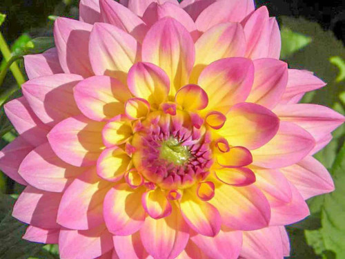 Decorative Dahlia - 'Jowey Gipsy'