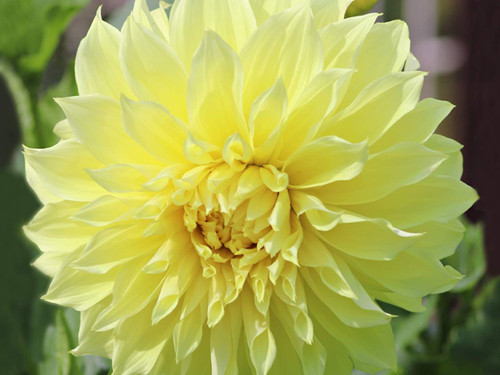 Dahlia Kelvin Floodlight