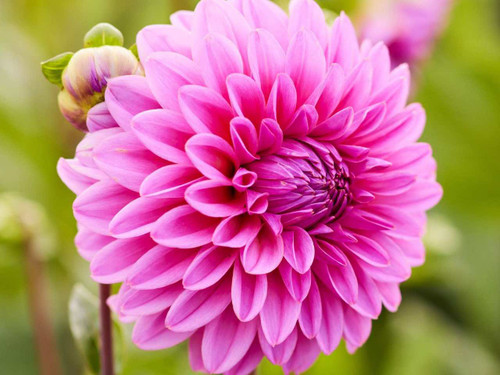 Dahlia Sandra
