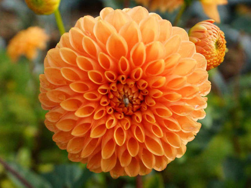 Orange Dahlia Sylvia