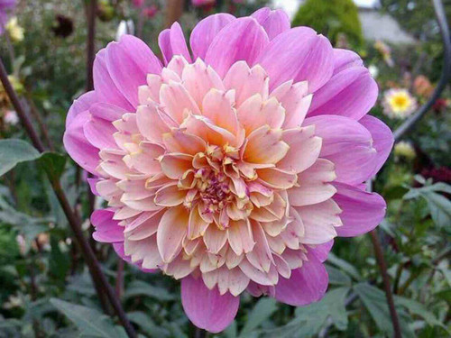 Dahlia Take Off