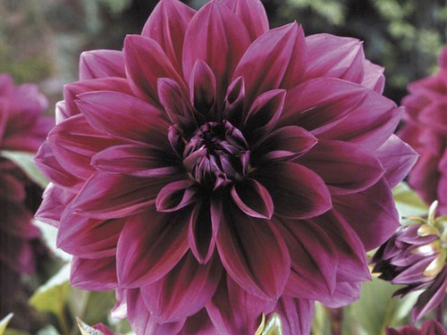 Dahlia thomas edison top quality tubers available from quickcrop