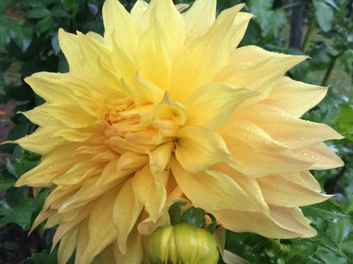 Dahlia Xanthe