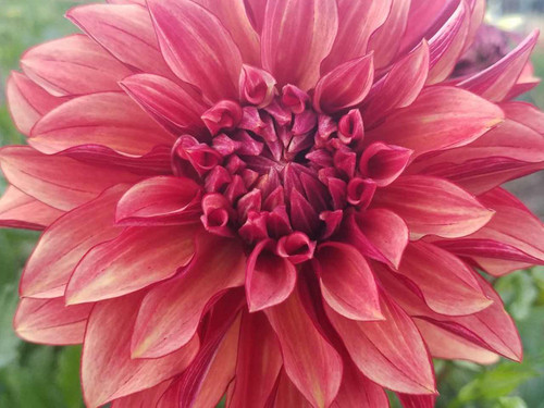 Decorative Dahlia - 'Orange Paradise'