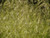 Deschampsia cespitosa ‘Goldtau’