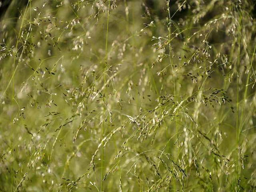 Deschampsia cespitosa ‘Goldtau’