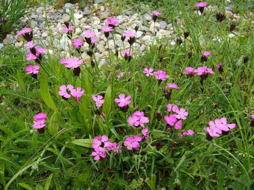Dianthus Carthusianorum Carthusian Pink Plants for sale online