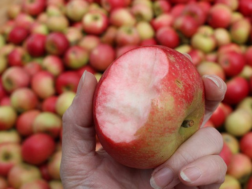 Grow apple 'discovery'
