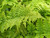 Dryopteris dilatata 'Crispa Whiteside' ornamental garden fern