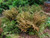 Dryopteris erythrosora 2