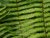 Dryopteris wallichiana 1