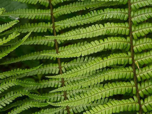 Dryopteris wallichiana 1