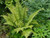 Dryopteris wallichiana 2