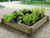 Timber raised vegetable bed