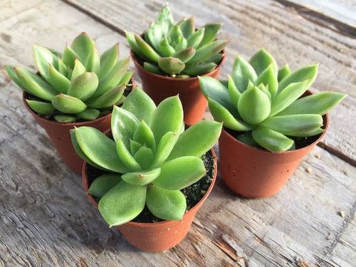 echeveria-agavoides succulent plants 3 pack