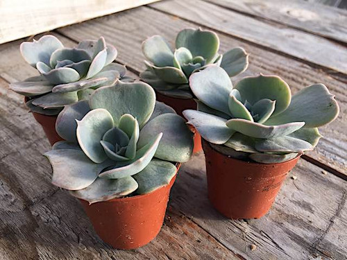 echeveria-derenbergii painted lady succulent indoor plants