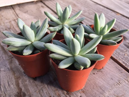 echeveria-hookerii blue-grey succulent plant pack