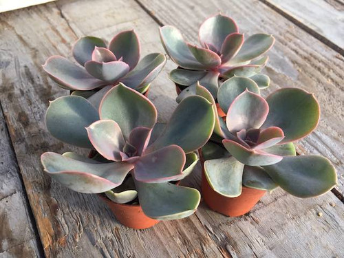 echeveria-perle-von-nurnburg succulent 3 plant pack