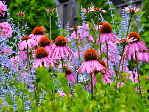 Coneflower variety of echinacea pallida flowering plants