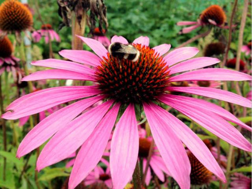 echinacea-purpurea-magnus-superior online plants