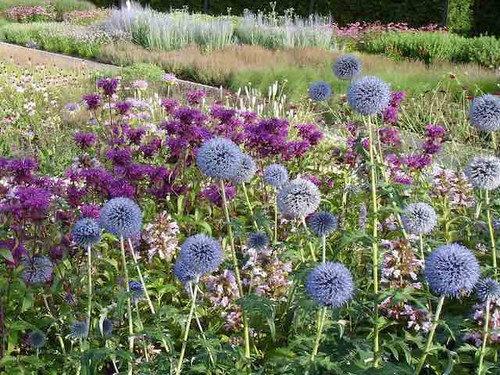 Vietch's Blue variety of Echinops Ritro flowering perennial plants