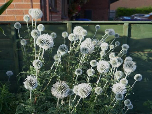 echinops-arctic-glow perennial bee friendly garden flower