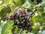 elder edible hedge fruit