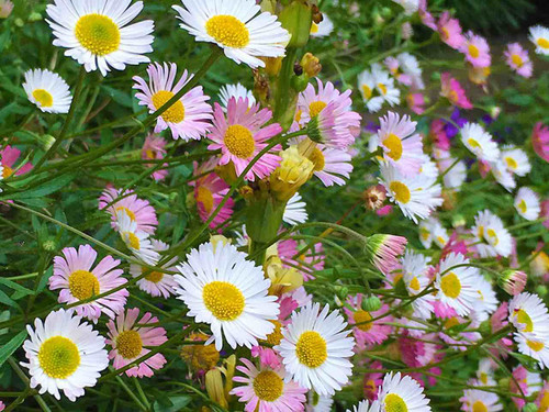 Erigeron Karvin-Skianus mexican daisy