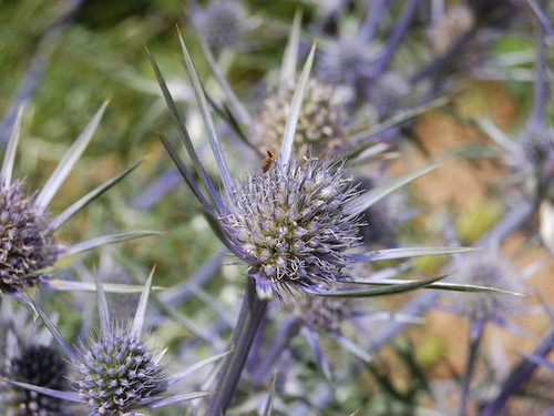 Eryngium Bourgatti plants for sale online