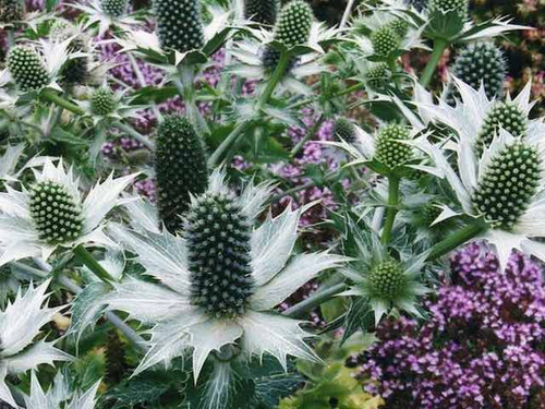 Eryngium Giganteum Miss Willmott's ghost