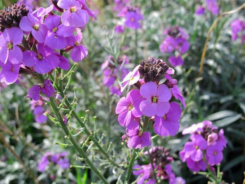 rysimum Bowles Mauve or Everlasting Wallflower Plants For Sale Online