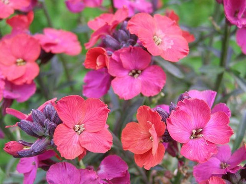 Erysium red jep plants 9cm pots