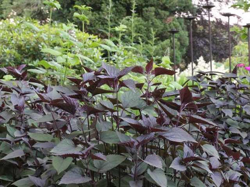 Eupatorium Rugosum Chocolate or Boneset Chocolate plants for sale