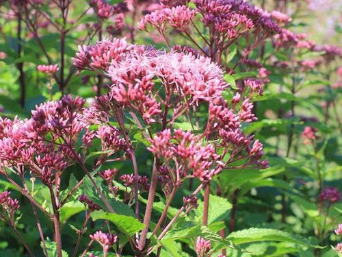 eupatorium mac. joe pye weed plants online