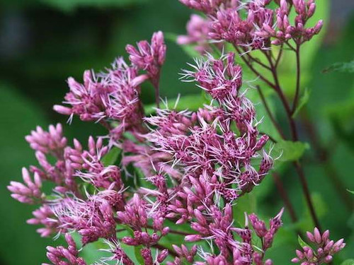Eupatorium Maculatum Red Dwarf  Plants For Sale Online
