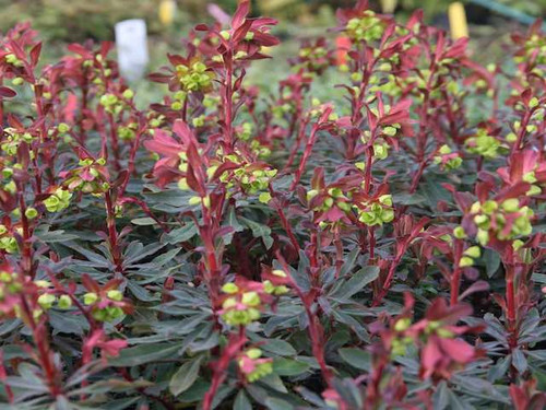 Euphorbia Amygdaloides Purpurea Plants for sale online