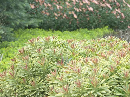 Euphorbia Ascot Rainbow Plants for sale online